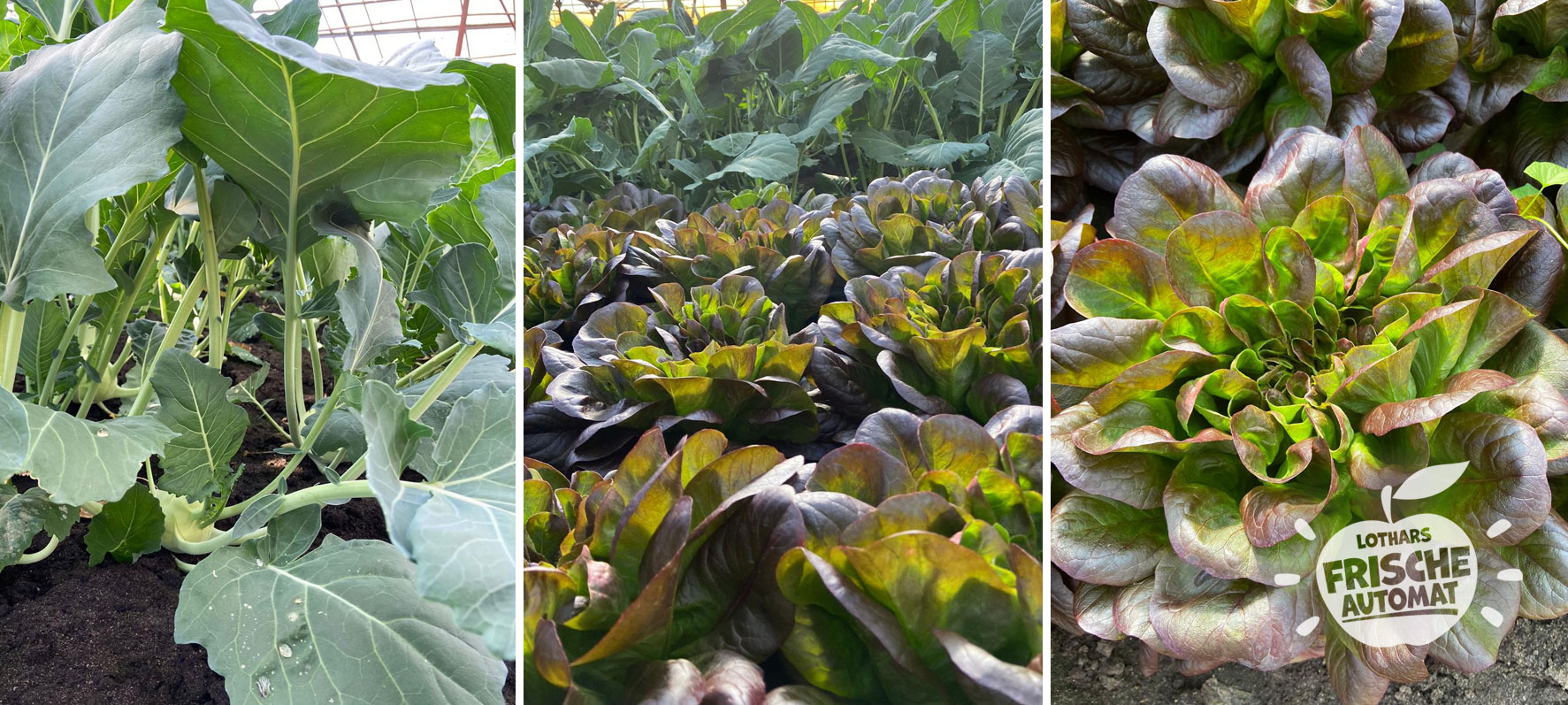 Salat und Kohlrabi